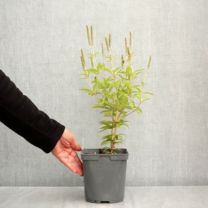 Esemplare di Veronicastrum virginicum Fascination Vaso da 2L/3L come consegnato in autunno