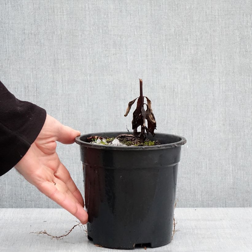 Veronicastrum virginicum Fascination Vaso da 2L/3L esemplare consegnato in inverno