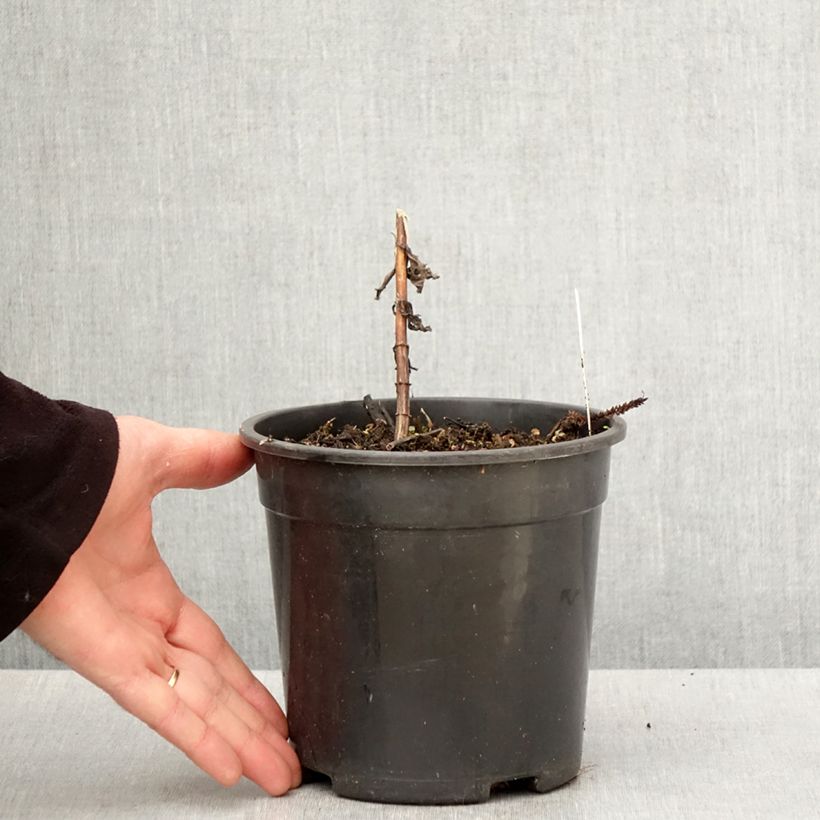 Veronicastrum virginicum Fascination Vaso da 2L/3L esemplare consegnato in primavera