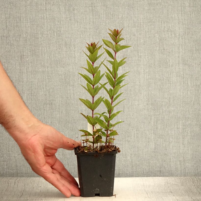 Esemplare di Veronicastrum virginicum Kleine Erika Vasetto da 8/9 cm consegnato in estate