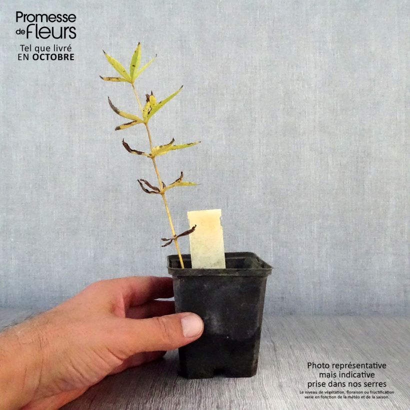 Esemplare di Veronicastrum virginicum Lavendelturm Vasetto da 8/9 cm come consegnato in autunno