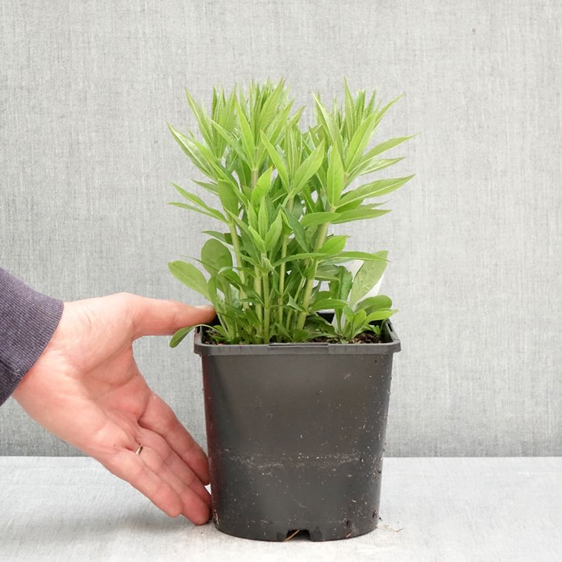 Veronicastrum virginicum Lavendelturm Vaso da 2L/3L esemplare consegnato in primavera
