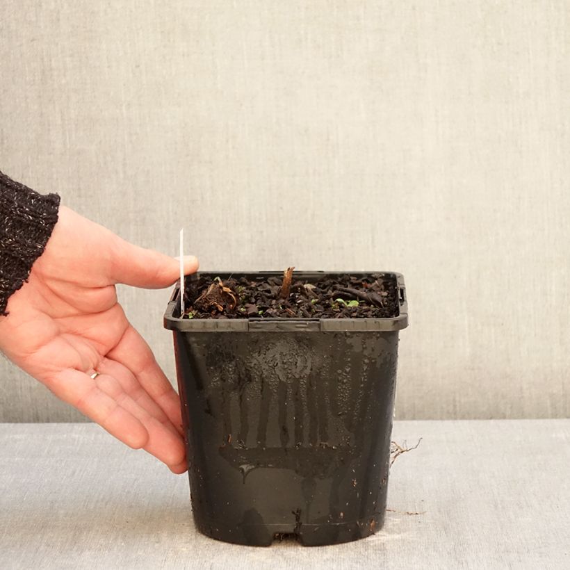 Veronicastrum virginicum Pink Glow Vaso da 2L/3L esemplare consegnato in inverno