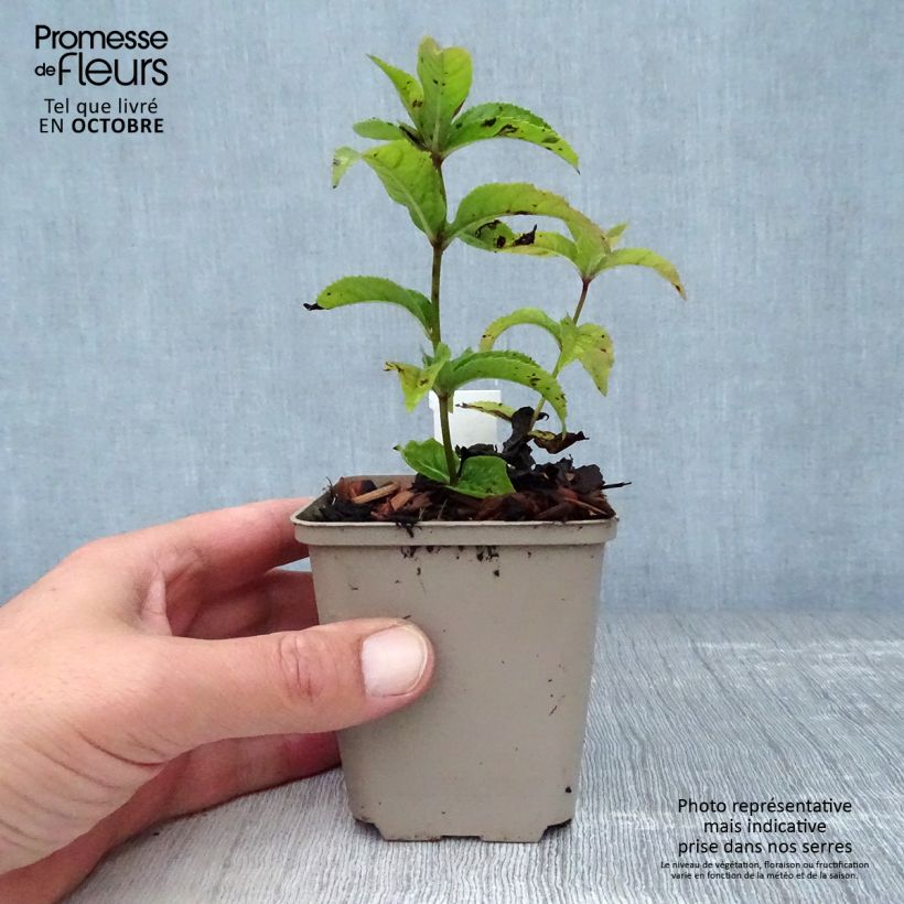 Esemplare di Veronicastrum virginicum Red Arrows Vasetto da 8/9 cm come consegnato in autunno