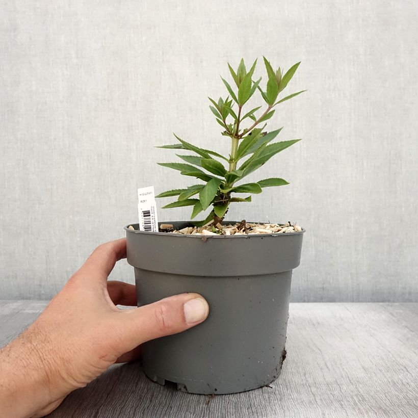 Esemplare di Veronicastrum virginicum var. album Vaso da 2L/3L come consegnato in autunno