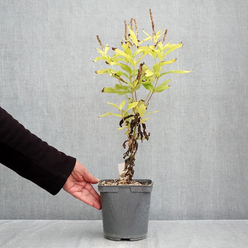 Esemplare di Veronicastrum virginicum Apollo Vaso da 2L/3L come consegnato in autunno