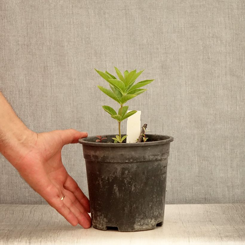 Esemplare di Veronicastrum virginicum Apollo Vaso da 2L/3L consegnato in estate