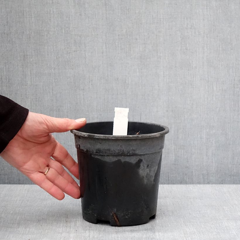 Veronicastrum virginicum Apollo Vaso da 2L/3L esemplare consegnato in inverno