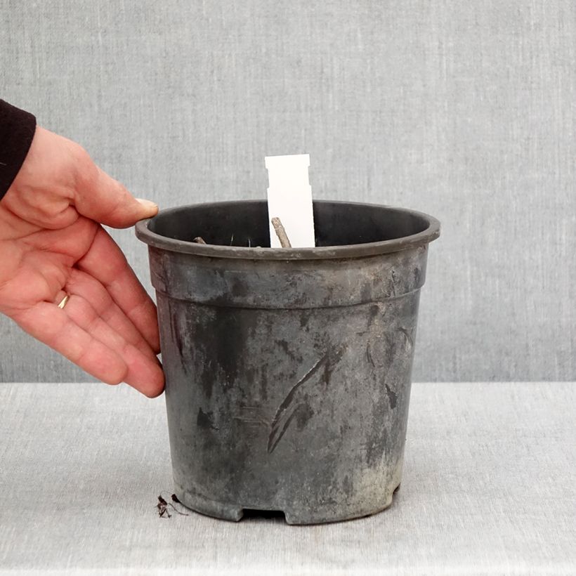 Veronicastrum virginicum Apollo Vaso da 2L/3L esemplare consegnato in primavera