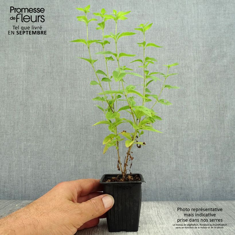 Esemplare di Aloysia triphylla Vasetto da 7/8 cm come consegnato in autunno