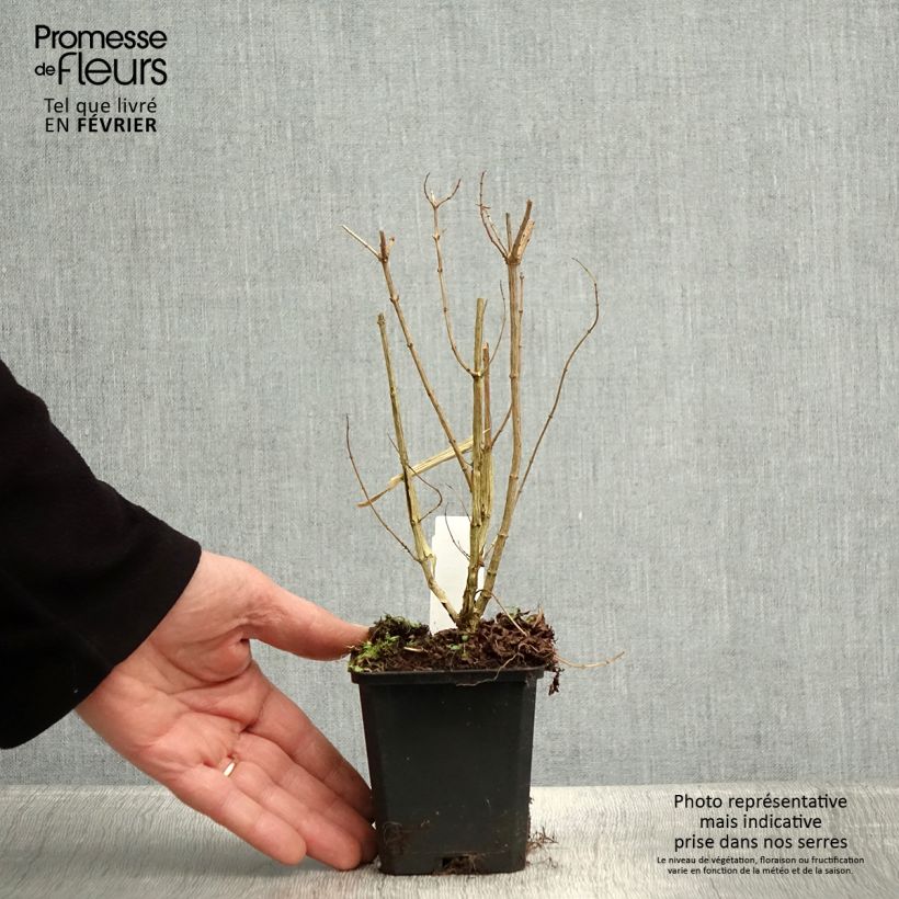 Aloysia triphylla Vasetto da 7/8 cm esemplare consegnato in inverno