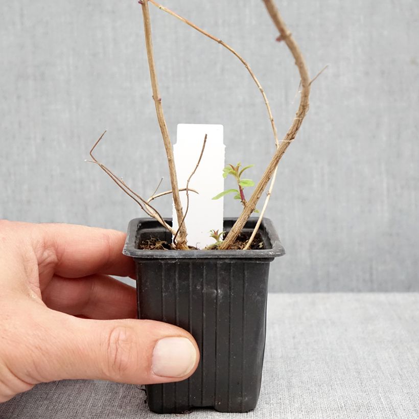 Esemplare di Aloysia triphylla Vasetto da 8/9 cm come consegnato in autunno