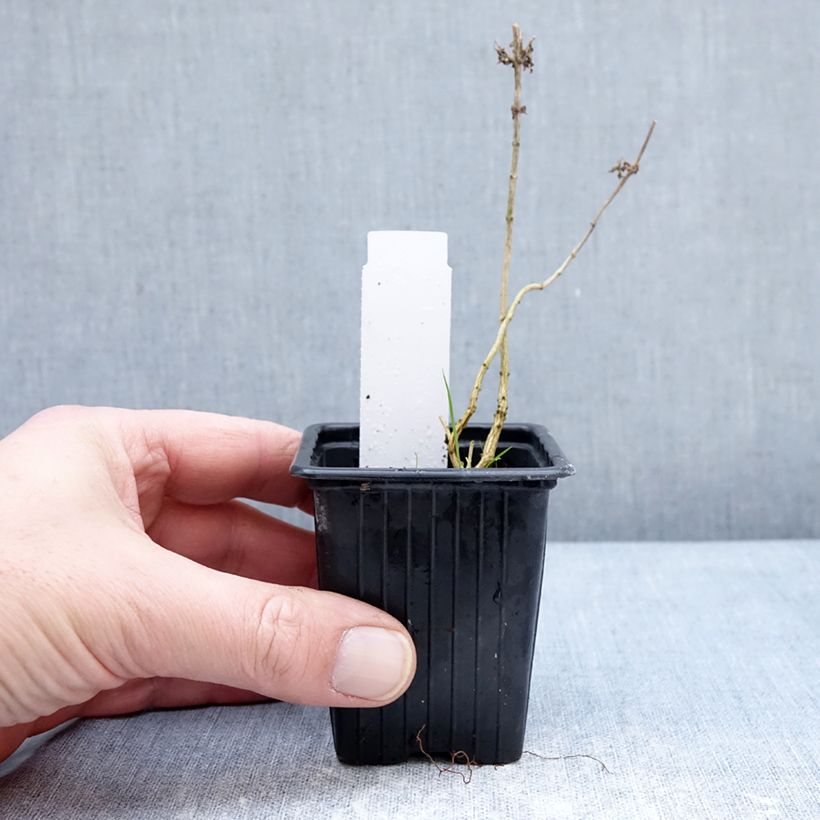 Aloysia triphylla Vasetto da 8/9 cm esemplare consegnato in inverno