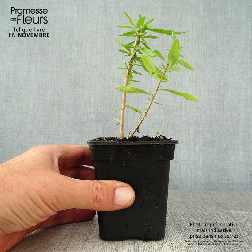 Esemplare di Aloysia polystachia Vasetto da 7/8 cm come consegnato in autunno
