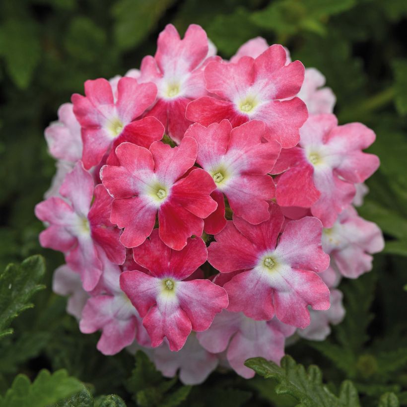 Verbena Endurascape Pink Fizz (Fioritura)