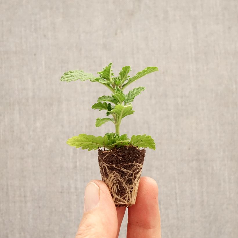 Verbena peruviana Firehouse Peppermint mini zolla... esemplare consegnato in primavera