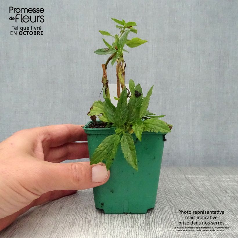Esemplare di Verbena hastata White Spires Vasetto da 8/9 cm come consegnato in autunno
