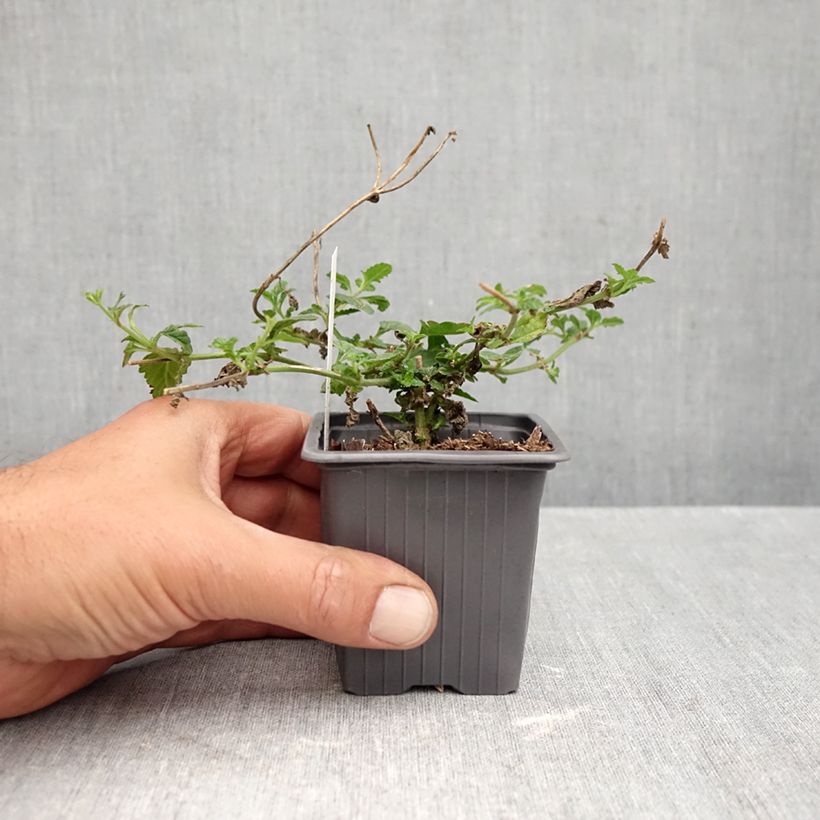 Esemplare di Glandularia Seabrook's Lavender Vasetto da 8/9 cm come consegnato in autunno