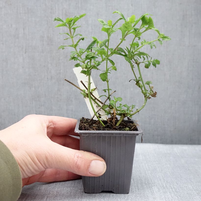 Glandularia Seabrook's Lavender Vasetto da 8/9 cm esemplare consegnato in inverno