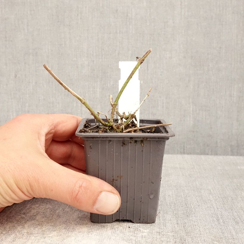 Glandularia Seabrook's Lavender Vasetto da 8/9 cm esemplare consegnato in primavera