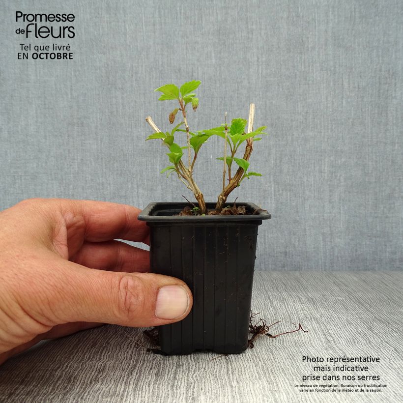 Esemplare di Lippia dulcis - Zucchero azteco Vasetto da 7/8 cm come consegnato in autunno