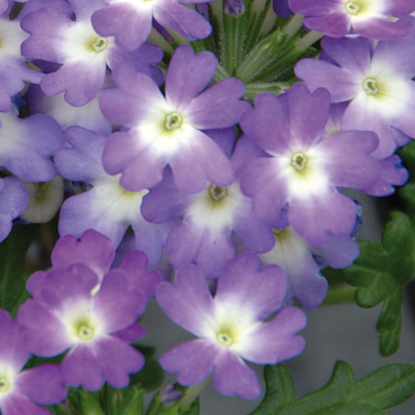 Verbena Lavender White (Fioritura)