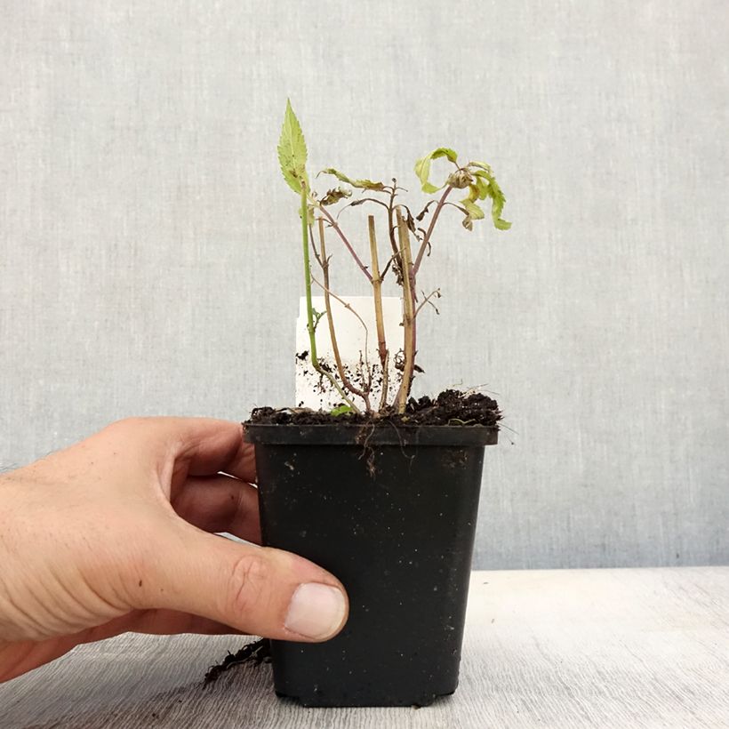Esemplare di Verbena hastata Rosea Vasetto da 8/9 cm come consegnato in autunno
