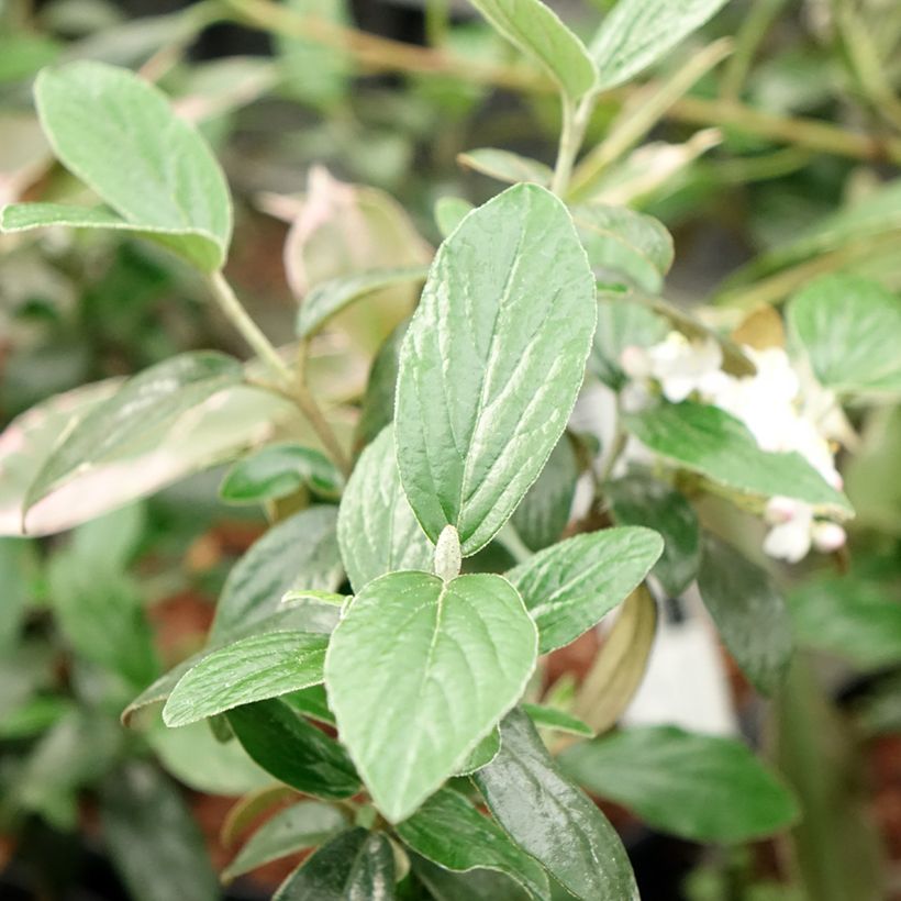 Viburnum burkwoodii Conoy (Fogliame)