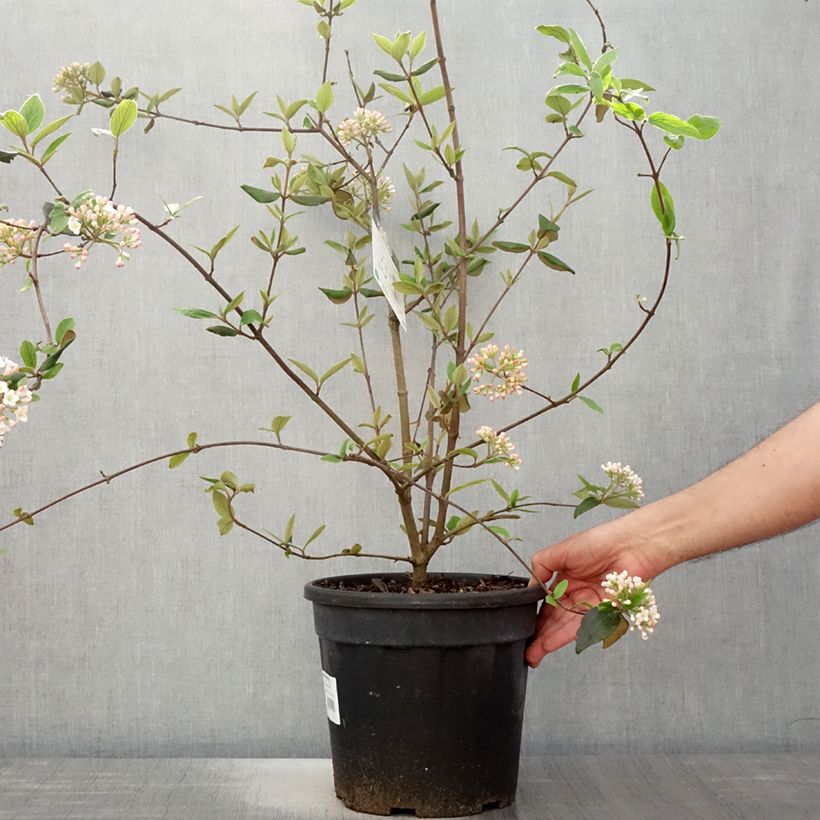 Viburnum burkwoodii Vaso da 7,5L/10L esemplare consegnato in primavera