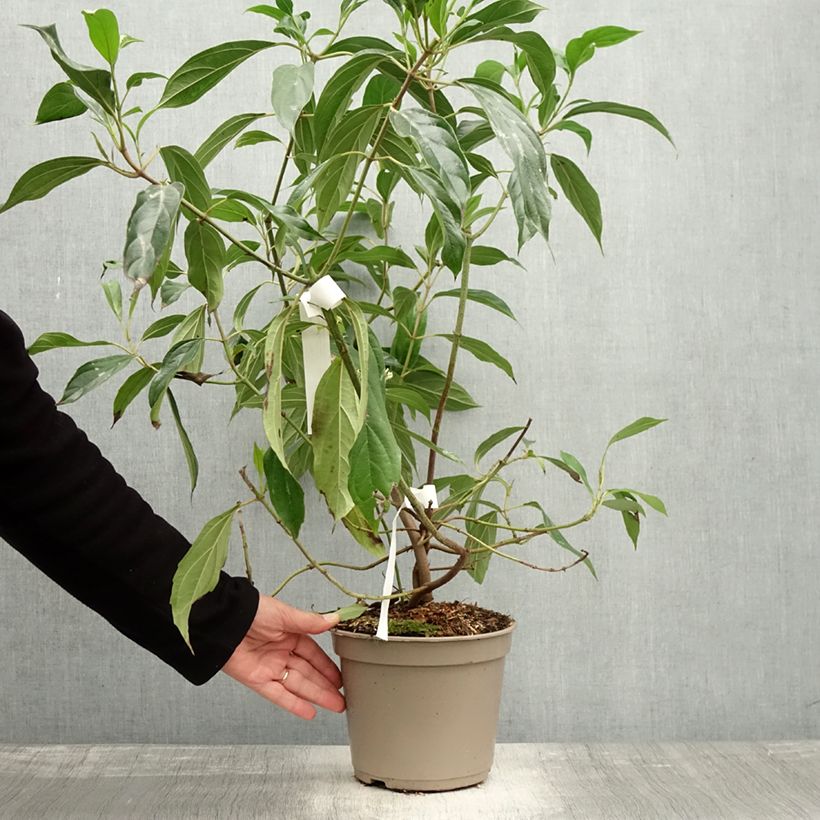 Esemplare di Viburnum cylindricum - Viorne à fleurs tubulaires Vaso da 4L/5L come consegnato in autunno