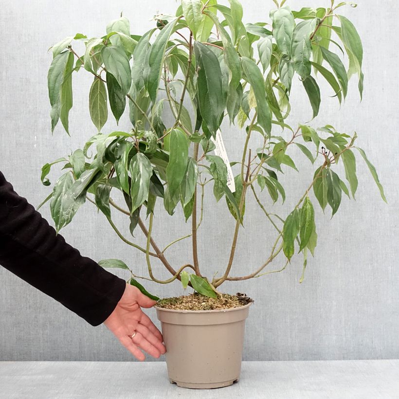 Viburnum cylindricum - Viorne à fleurs tubulaires Vaso da 4L/5L esemplare consegnato in inverno