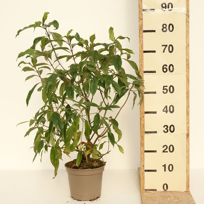 Viburnum cylindricum Vaso da 4L/5L esemplare consegnato in primavera