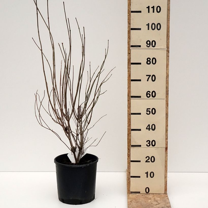 Viburnum dentatum Blue Muffin Vaso da 12L/15L esemplare consegnato in inverno