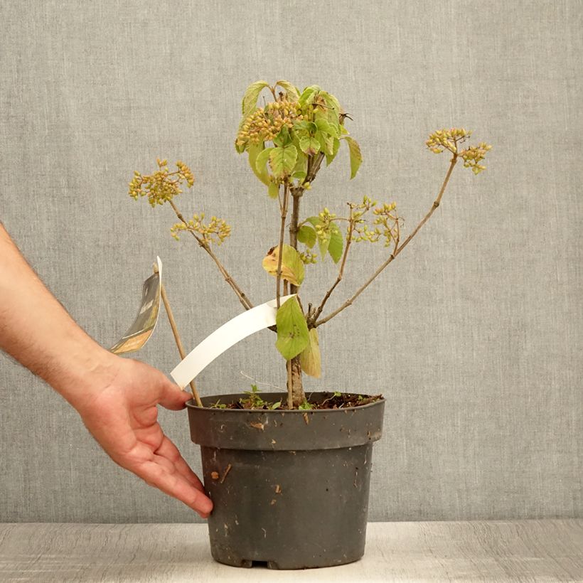 Esemplare di Viburnum dilatatum Michael Dodge Vaso da 4L/5L consegnato in estate