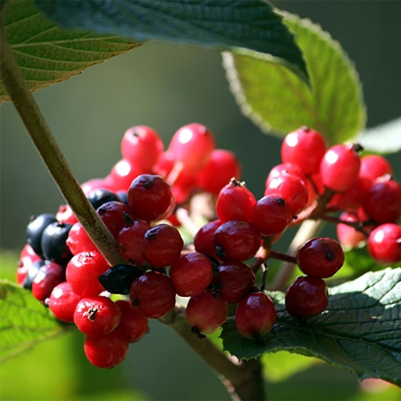 Viburnum lantana (Raccolta)