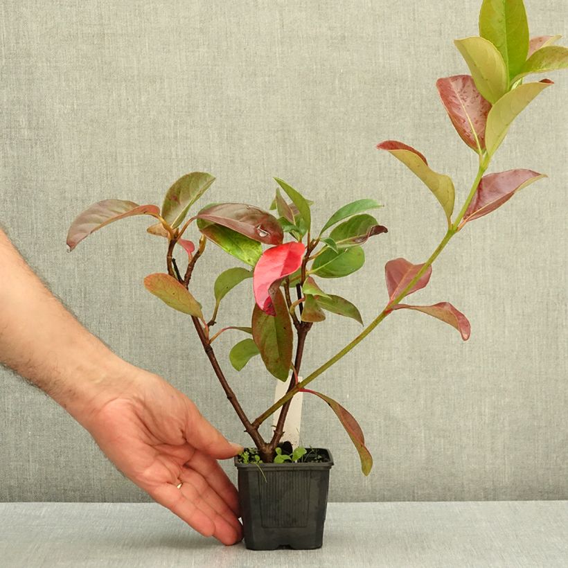Esemplare di Viburnum lucidum - Viburno lucido Vasetto da 8/9 cm come consegnato in autunno
