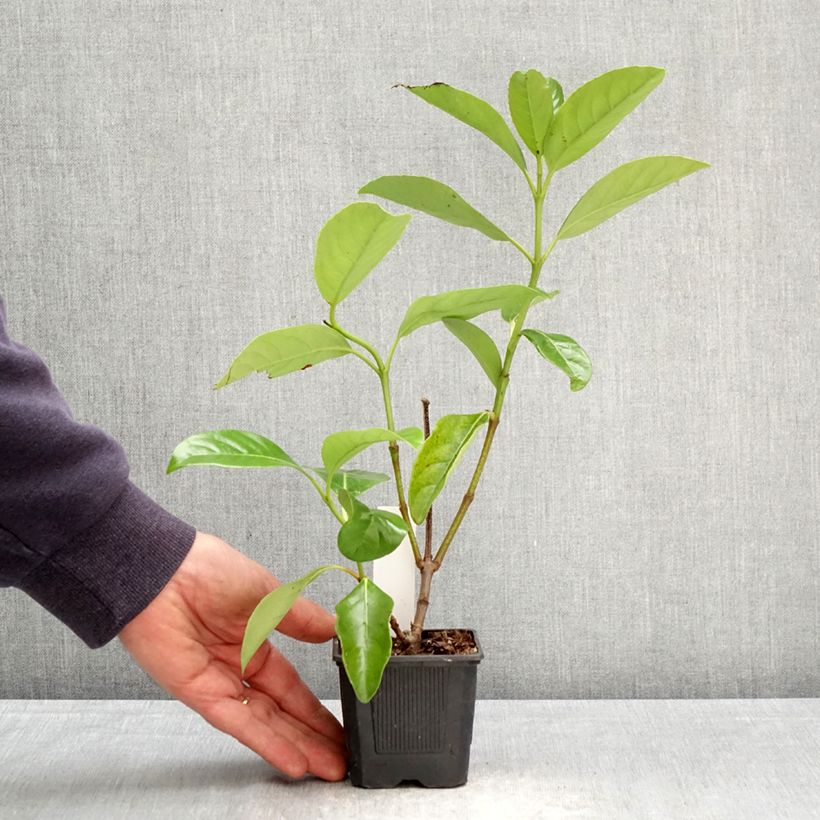 Viburnum lucidum - Viburno lucido Vasetto da 8/9 cm esemplare consegnato in primavera