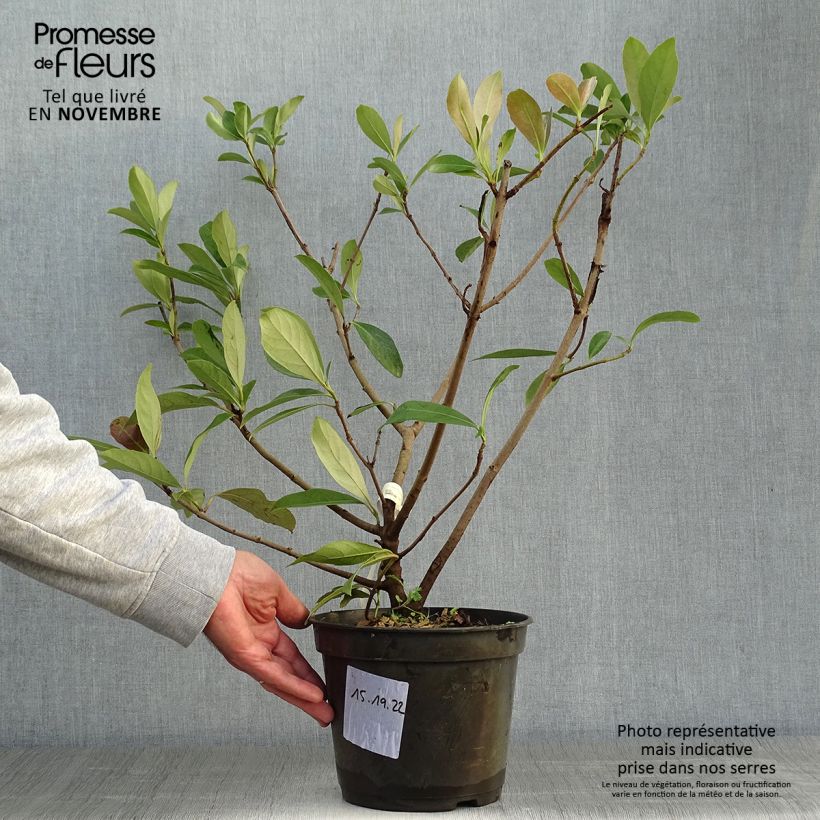 Esemplare di Viburnum odoratissimum Coppertop - Viburno dolce Vaso da 3L/4L come consegnato in autunno