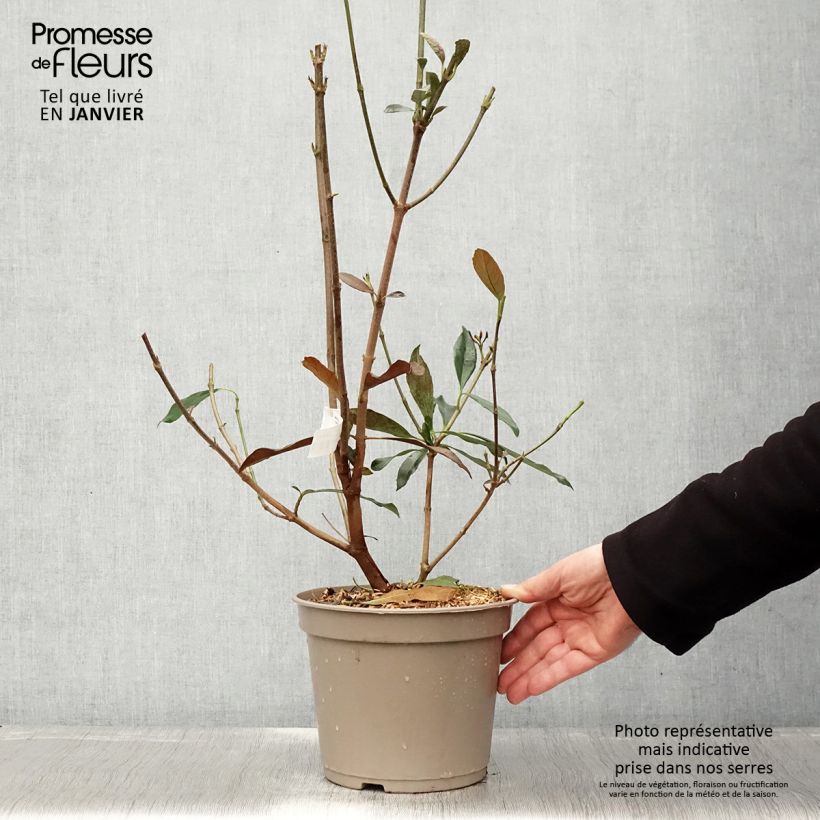 Viburnum odoratissimum Coppertop - Viburno dolce Vaso da 3L/4L esemplare consegnato in inverno