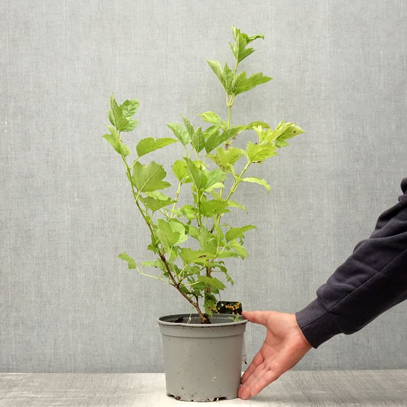 Esemplare di Viburnum opulus Xanthocarpum - Oppio Vaso da 3L/4L consegnato in estate