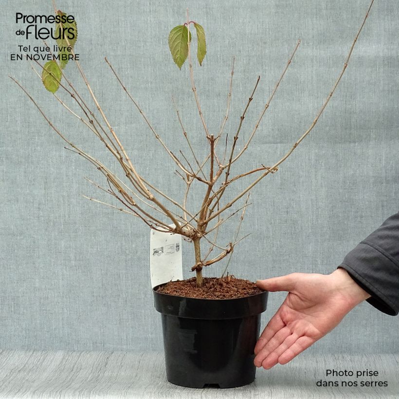 Esemplare di Viburnum plicatum Mariesii Vaso da 3L/4L come consegnato in autunno