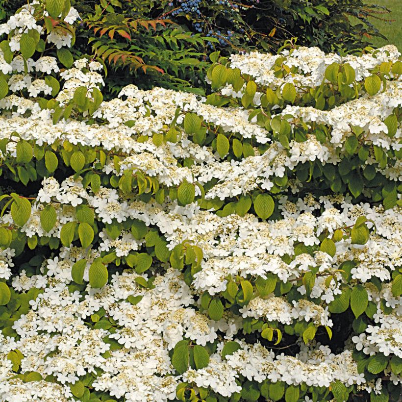 Viburnum plicatum Mariesii Great Star (Porto)