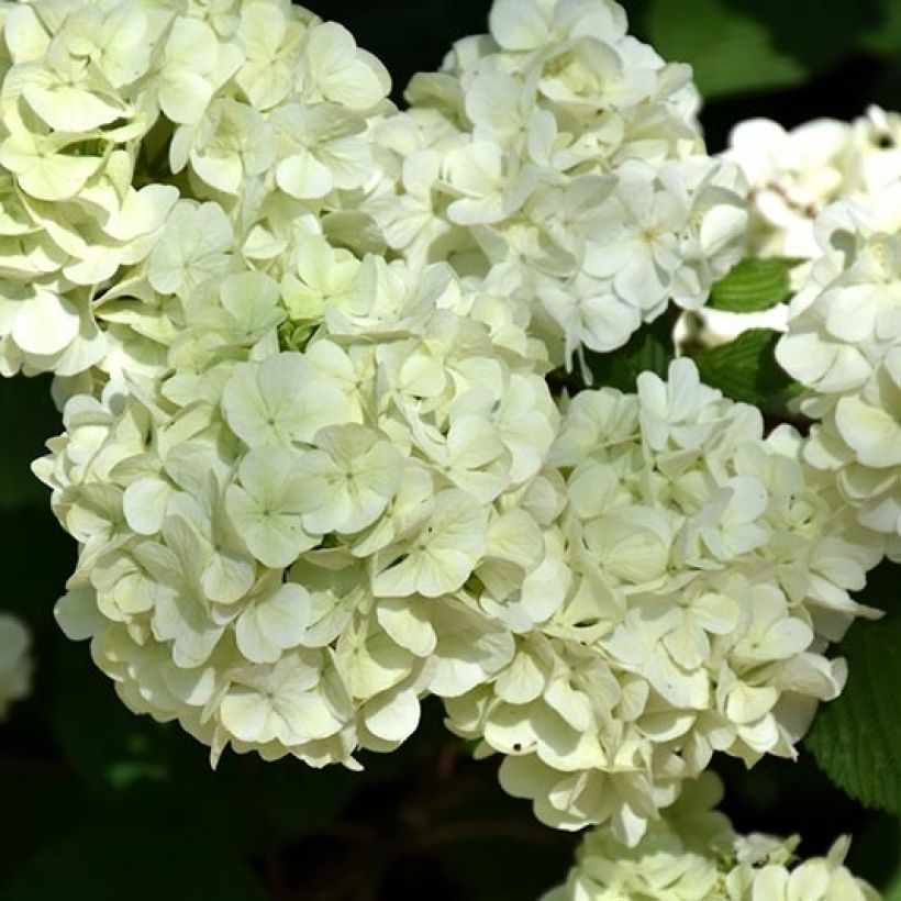 Viburnum plicatum Opening Day (Fioritura)
