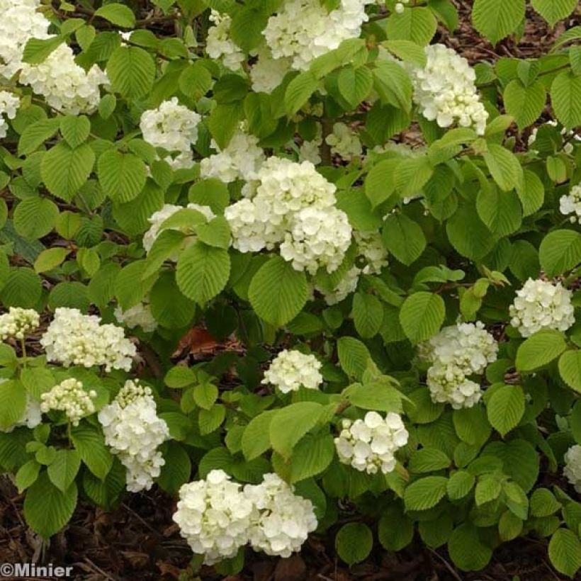 Viburnum plicatum Popcorn (Fioritura)