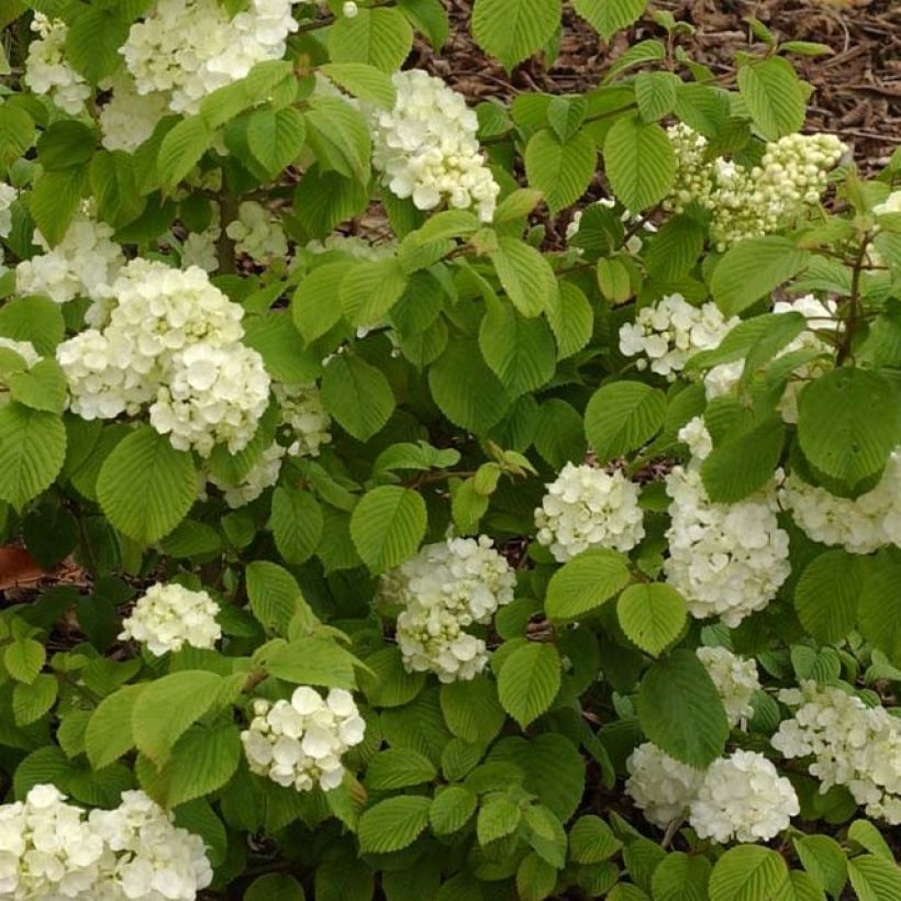 Viburnum plicatum Popcorn (Fogliame)