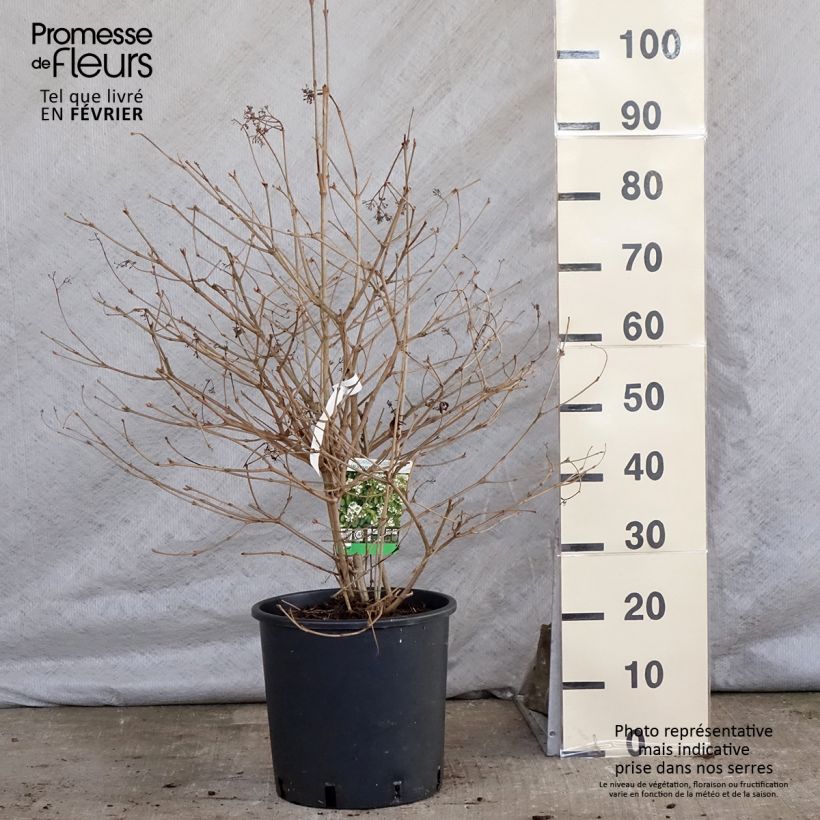 Viburnum plicatum Watanabe Vaso da 12L/15L esemplare consegnato in inverno
