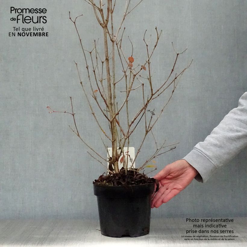 Esemplare di Viburnum plicatum Watanabe Vaso da 3L/4L come consegnato in autunno