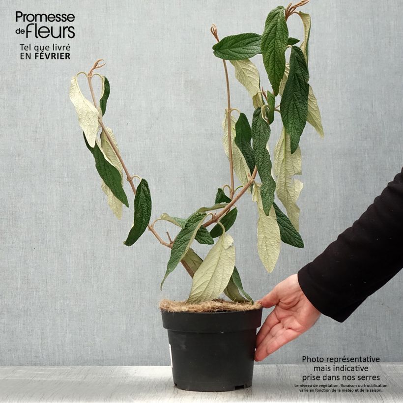 Viburnum rhytidophyllum - Viburno dalle foglie rugose Vaso da 2L/3L esemplare consegnato in inverno