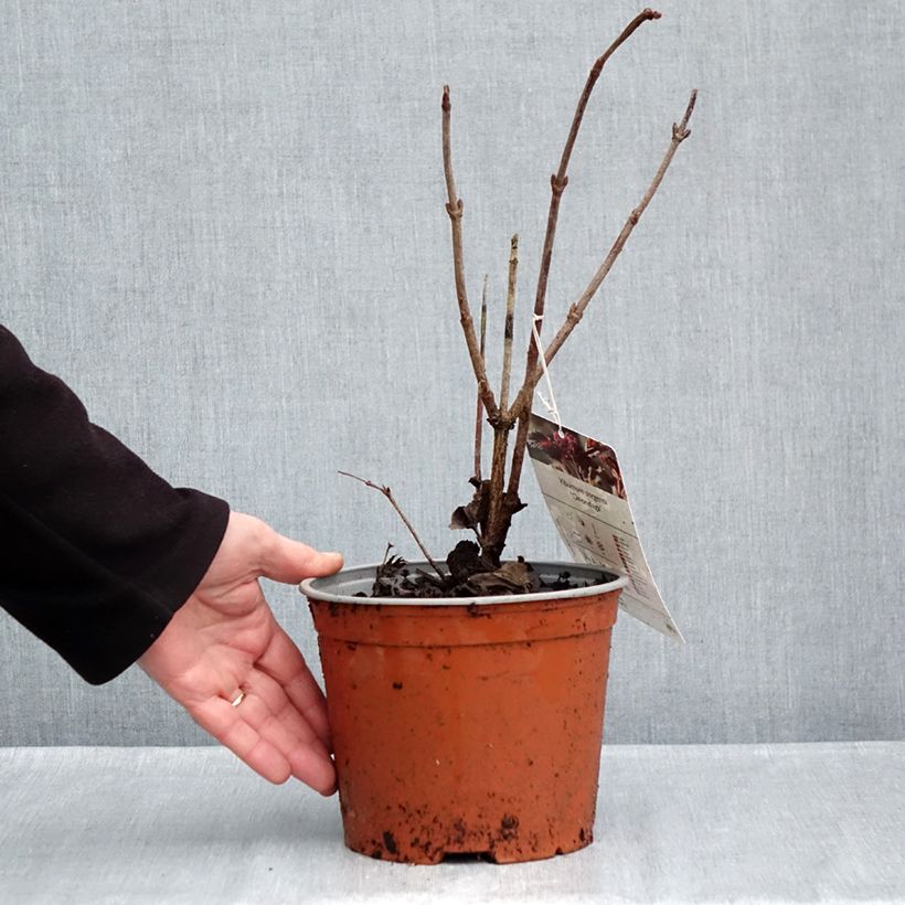 Esemplare di Viburnum sargentii Onondaga Vaso da 2L/3L come consegnato in autunno
