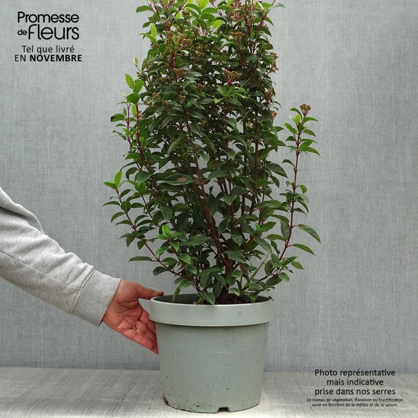 Esemplare di Viburnum tinus Eve Price Vaso da 7,5L/10L come consegnato in autunno